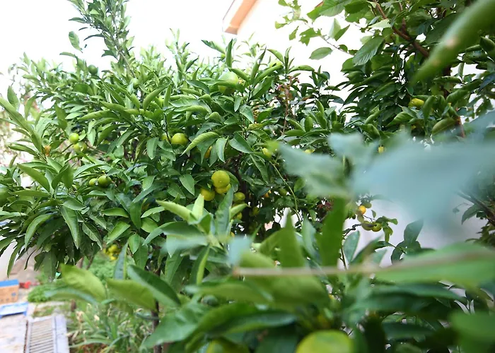 Lemon Villa