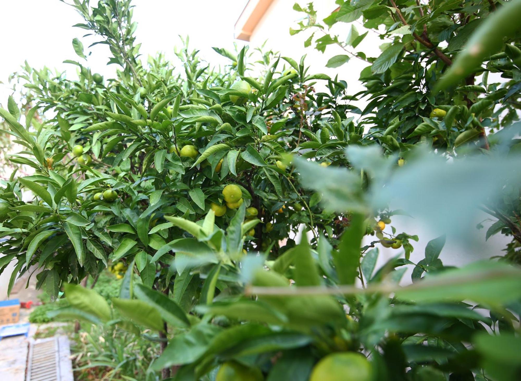 Lemon Apartment
